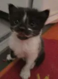 Florzinha, Pompom ,