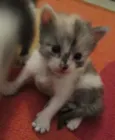 Florzinha, Pompom ,