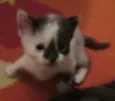 Florzinha, Pompom ,