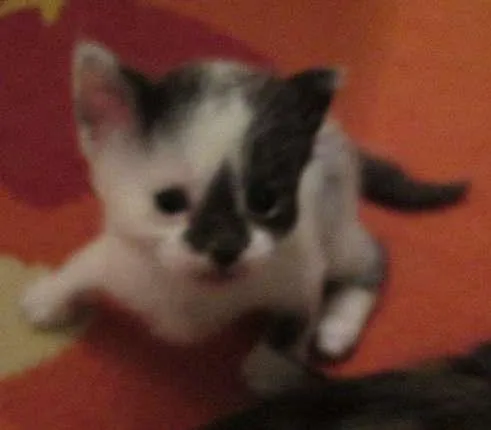 Gato ra a não definida idade Abaixo de 2 meses nome Florzinha, Pompom ,