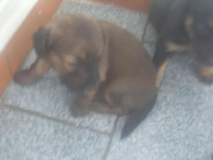 Cachorro ra a vira lata idade Abaixo de 2 meses nome sem nome