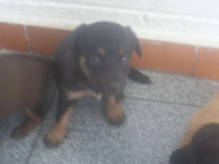 Cachorro ra a vira lata idade Abaixo de 2 meses nome sem nome