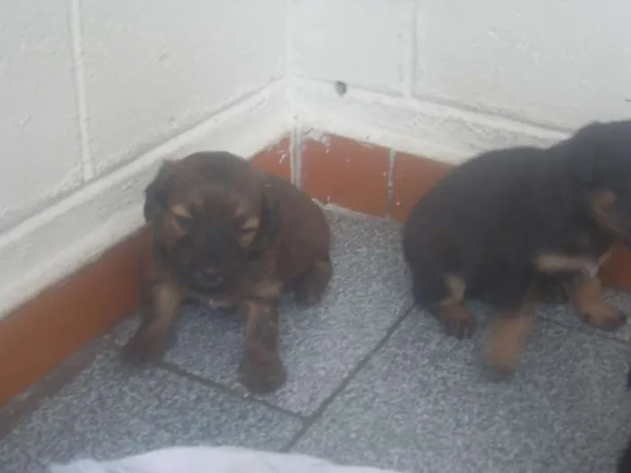 Cachorro ra a vira lata idade Abaixo de 2 meses nome sem nome