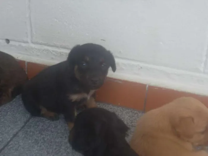 Cachorro ra a vira lata idade Abaixo de 2 meses nome sem nome