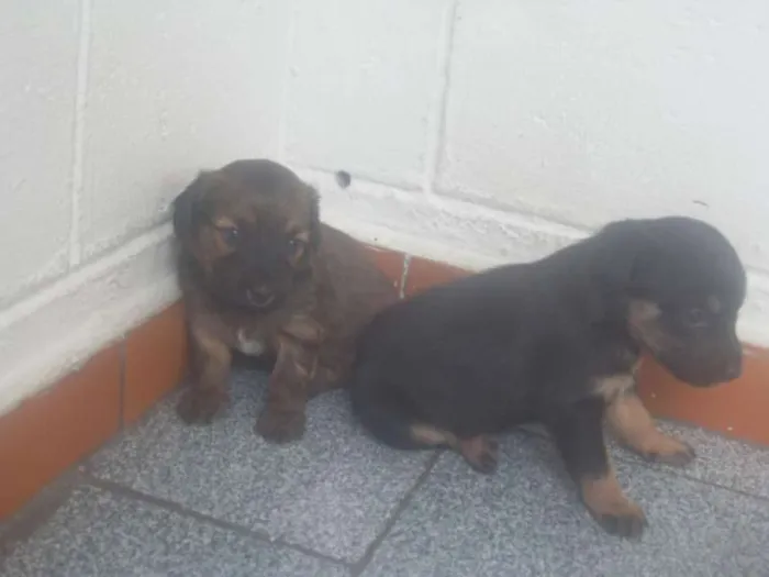 Cachorro ra a vira lata idade Abaixo de 2 meses nome sem nome
