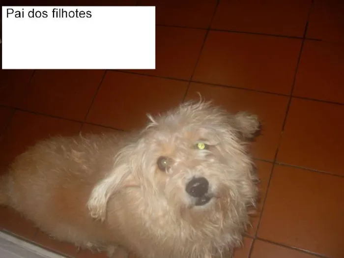 Cachorro ra a vira lata idade Abaixo de 2 meses nome sem nome