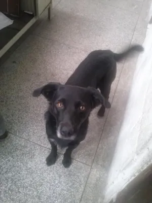 Cachorro raça SRD idade 2 anos nome Pretinho