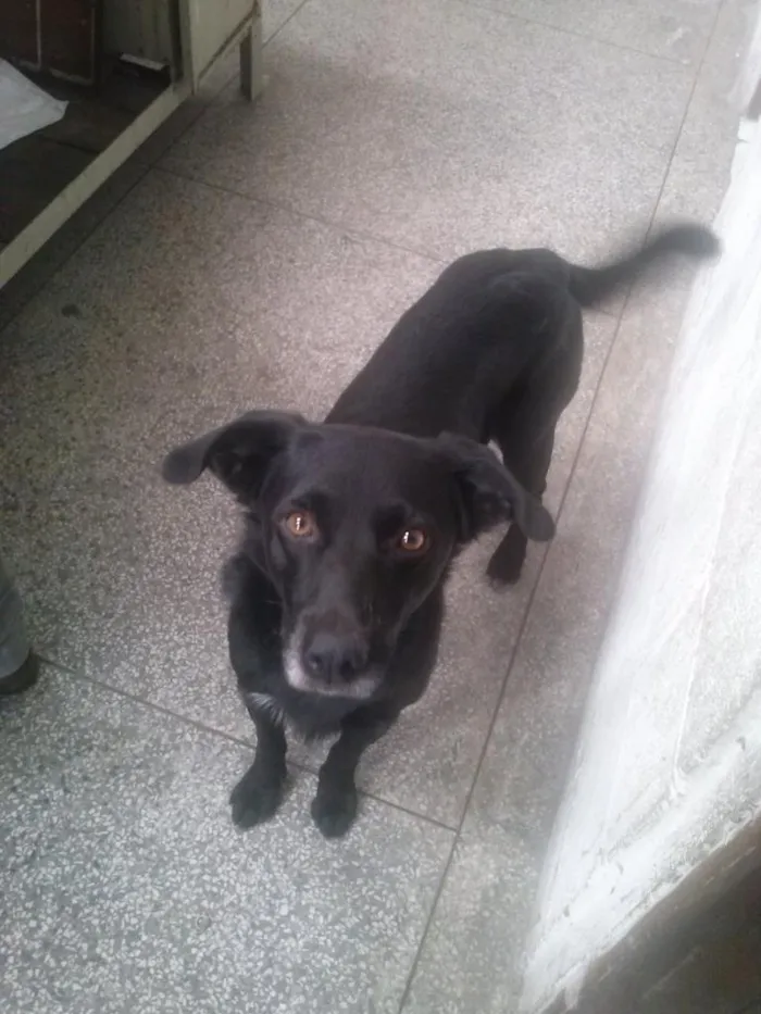 Cachorro ra a SRD idade 2 anos nome Pretinho