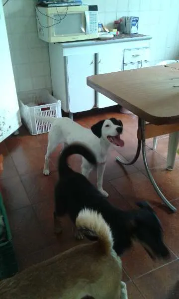 Cachorro ra a SRD idade 1 ano nome Tob