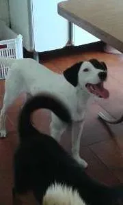 Cachorro ra a SRD idade 1 ano nome Tob