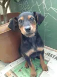 vitinho