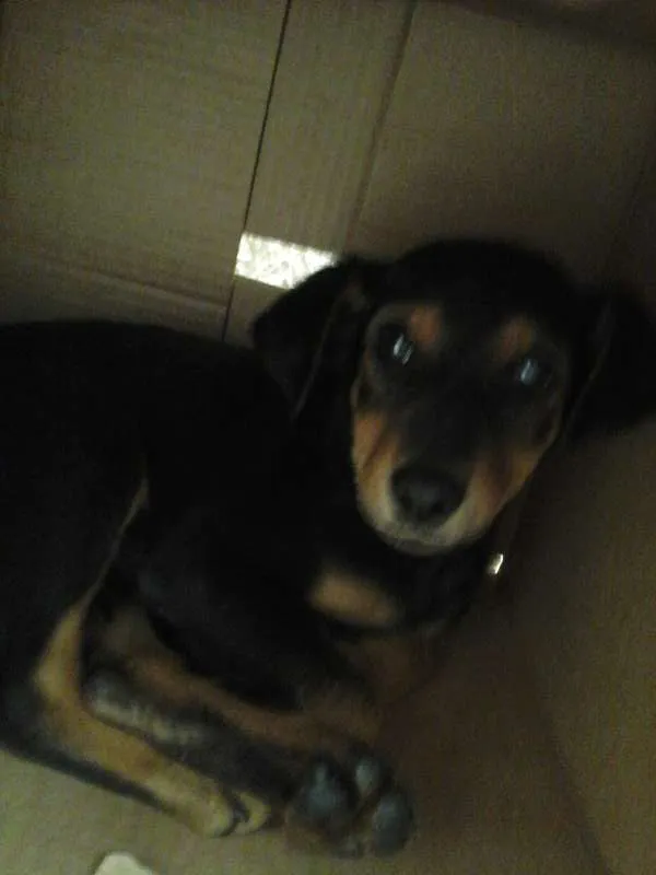 Cachorro ra a indefinida idade  nome vitinho