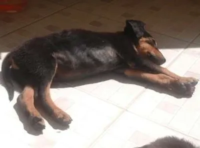 Cachorro ra a indefinida idade  nome vitinho