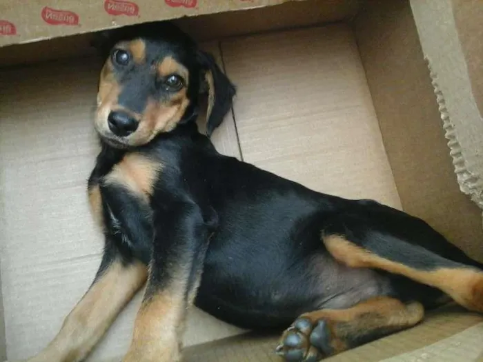 Cachorro ra a indefinida idade  nome vitinho
