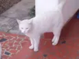 Mellody