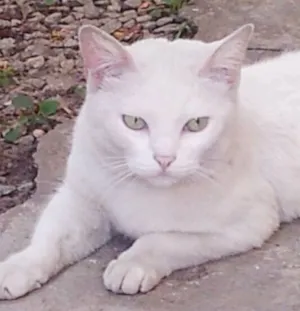 Gato raça SRD idade 3 anos nome Mellody