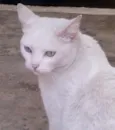Mellody