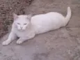 Mellody