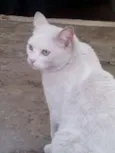 Mellody