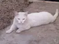 Mellody