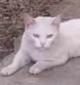 Mellody