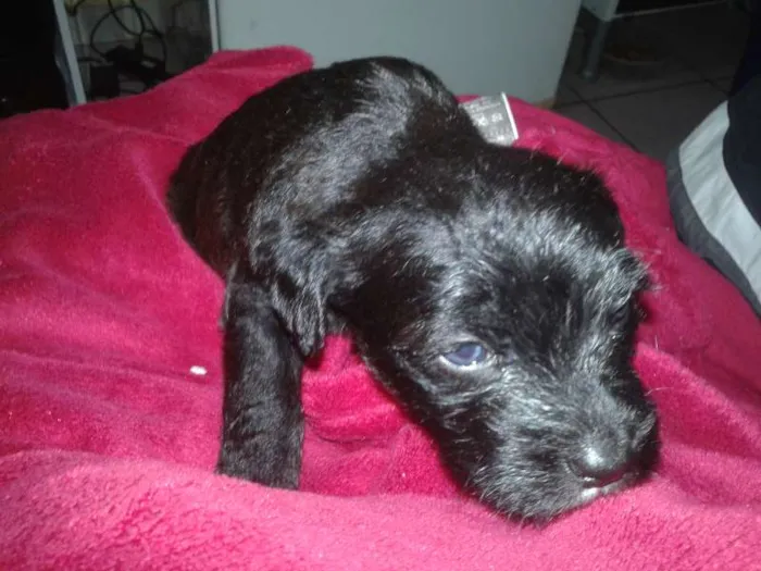 Cachorro ra a  idade Abaixo de 2 meses nome FILHOTES