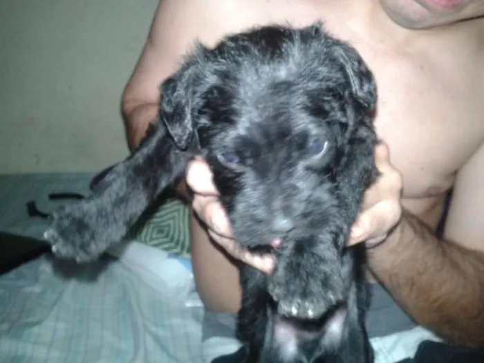 Cachorro ra a  idade Abaixo de 2 meses nome FILHOTES