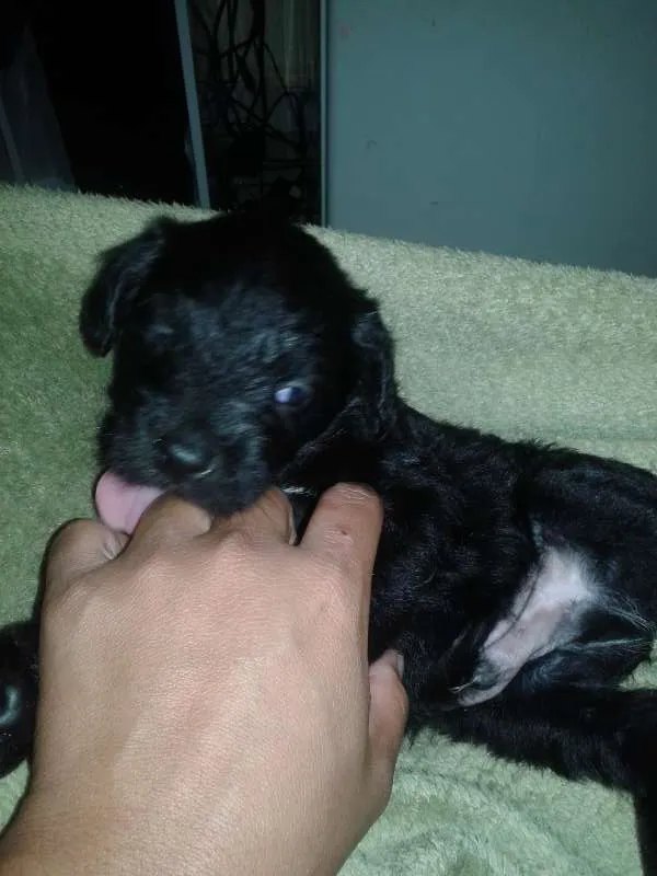 Cachorro ra a  idade Abaixo de 2 meses nome FILHOTES