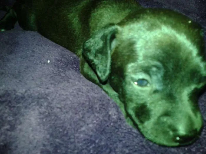 Cachorro ra a  idade Abaixo de 2 meses nome FILHOTES