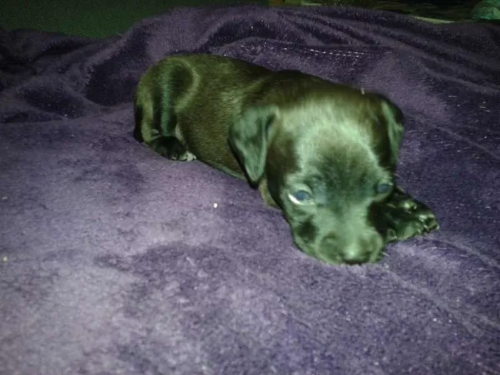 Cachorro ra a  idade Abaixo de 2 meses nome FILHOTES