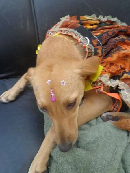 Cachorro ra a SRD idade 1 ano nome MIUXA