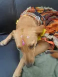 MIUXA