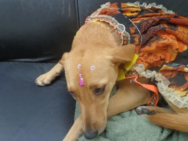Cachorro ra a SRD idade 1 ano nome MIUXA