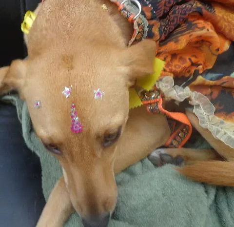 Cachorro ra a SRD idade 1 ano nome MIUXA