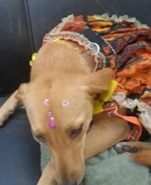 Cachorro raça SRD idade 1 ano nome MIUXA