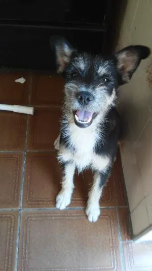 Cachorro raça SRD idade 1 ano nome Fiona