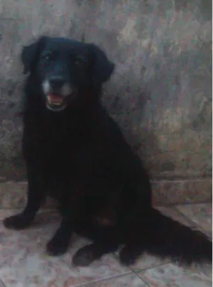 Cachorro raça Vira-lata idade 4 anos nome Xurupita