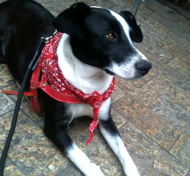 Cachorro ra a SRD idade 7 a 11 meses nome Nina