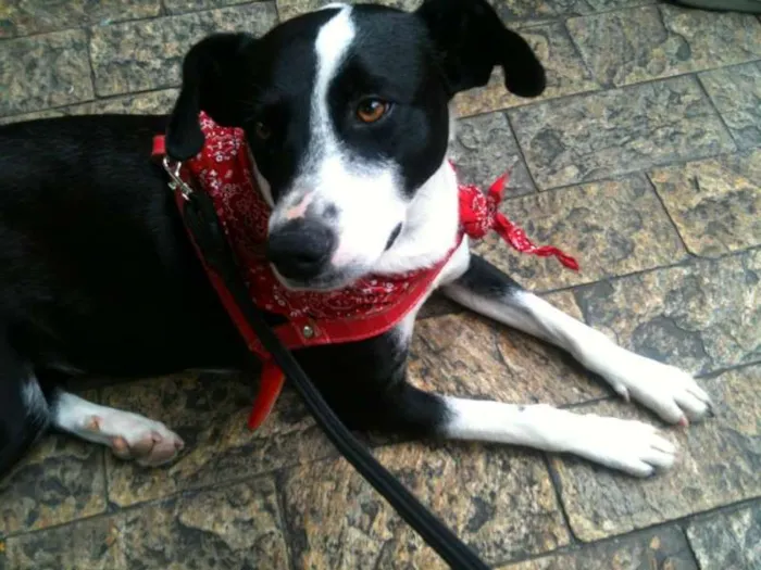 Cachorro ra a SRD idade 7 a 11 meses nome Nina