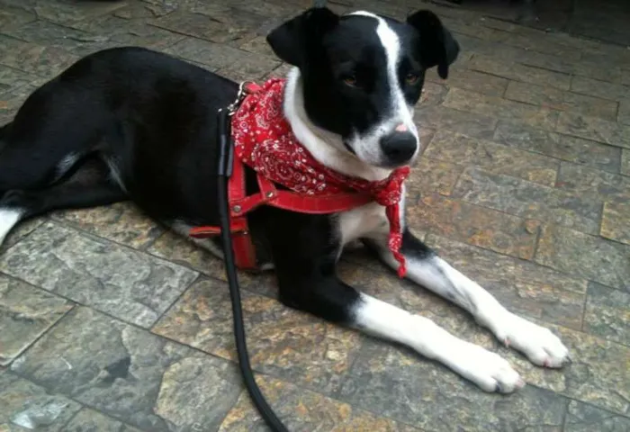 Cachorro ra a SRD idade 7 a 11 meses nome Nina