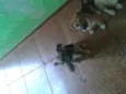 Katatau