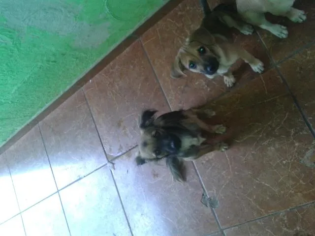 Cachorro ra a indefinida idade 7 a 11 meses nome Katatau