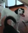 Tob