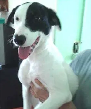 Cachorro raça SRD idade 1 ano nome Tob