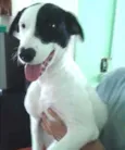 Tob