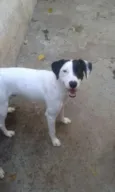 Tob