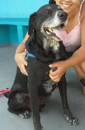 Cachorro ra a Labrador idade 6 ou mais anos nome Negrão