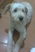 Pipoca
