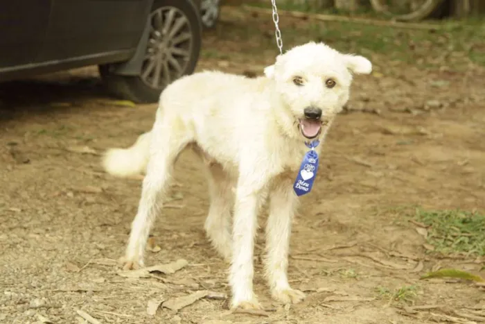 Cachorro ra a SRD idade 5 anos nome PANDY, menino lindo!