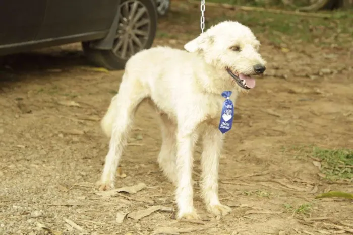 Cachorro ra a SRD idade 5 anos nome PANDY, menino lindo!
